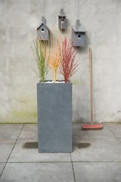 Acer Palmatum Going Green ('Sonkootgre') (PBR) -Herbalife Shop pl2000023636 card3 lg