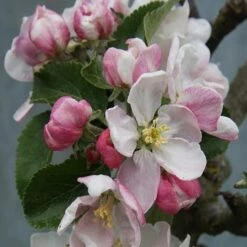 Apple 'Red Windsor' -Herbalife Shop pl2000023639 card2 lg