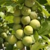 Greengage 'Reine-claude Vraie' -Herbalife Shop pl2000023640