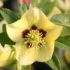 Helleborus × Hybridus Harvington Yellow With Dark Eye -Herbalife Shop pl2000023660
