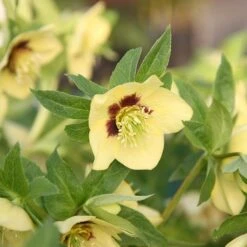 Helleborus × Hybridus Harvington Yellow With Dark Eye -Herbalife Shop pl2000023660 card2 lg