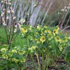 Helleborus × Hybridus Harvington Yellow With Dark Eye -Herbalife Shop pl2000023660 card3 lg