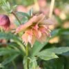 Helleborus × Hybridus Harvington Double Apricot -Herbalife Shop pl2000023661