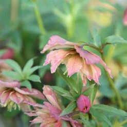 Helleborus × Hybridus Harvington Double Apricot -Herbalife Shop pl2000023661 card2 lg