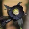 Helleborus × Hybridus Harvington Black 1 Helleborus × Hybridus Harvington Black -Herbalife Shop pl2000023662
