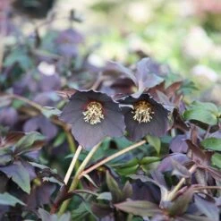 Helleborus × Hybridus Harvington Black -Herbalife Shop pl2000023662 card2 lg