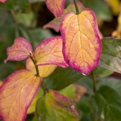 Parrotia Persica Persian Spire ('JLPN01') (PBR) 11 Parrotia Persica Persian Spire ('JLPN01') (PBR) -Herbalife Shop pl2000023845 card2 lg