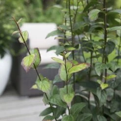 Parrotia Persica Persian Spire ('JLPN01') (PBR) 12 Parrotia Persica Persian Spire ('JLPN01') (PBR) -Herbalife Shop pl2000023845 card3 lg