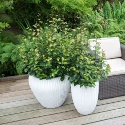 Parrotia Persica Persian Spire ('JLPN01') (PBR) 13 Parrotia Persica Persian Spire ('JLPN01') (PBR) -Herbalife Shop pl2000023845 card4 lg