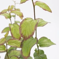 Parrotia Persica Persian Spire ('JLPN01') (PBR) 15 Parrotia Persica Persian Spire ('JLPN01') (PBR) -Herbalife Shop pl2000023845 card6 lg