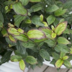 Parrotia Persica Persian Spire ('JLPN01') (PBR) 16 Parrotia Persica Persian Spire ('JLPN01') (PBR) -Herbalife Shop pl2000023845 card7 lg