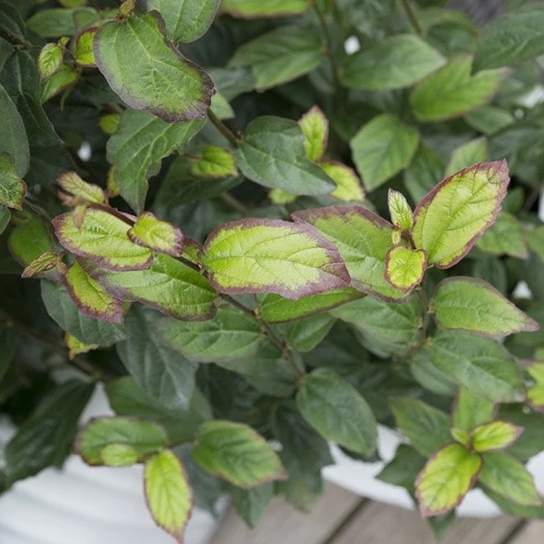 Parrotia Persica Persian Spire ('JLPN01') (PBR) 9 Parrotia Persica Persian Spire ('JLPN01') (PBR) - Image 7