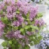 Syringa Meyeri Flowerfesta Pink ('Anny200817') (PBR) (Flowerfesta Series) 1 Syringa Meyeri Flowerfesta Pink ('Anny200817') (PBR) (Flowerfesta Series) -Herbalife Shop pl2000023849