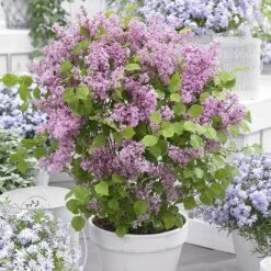 Syringa Meyeri Flowerfesta Pink ('Anny200817') (PBR) (Flowerfesta Series) -Herbalife Shop pl2000023849 card3 lg