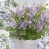 Syringa Meyeri Flowerfesta Purple ('Anny200809') (PBR)(Flowerfesta Series) -Herbalife Shop pl2000023851