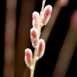 Salix Gracilistyla 'Mount Aso' -Herbalife Shop pl2000023853 card3 lg