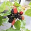Dwarf Mulberry Mojo Berry ('Matsunaga') (PBR) -Herbalife Shop pl2000023873