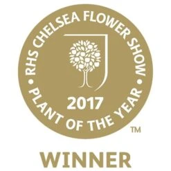 Dwarf Mulberry Mojo Berry ('Matsunaga') (PBR) -Herbalife Shop pl2000023873 card2 lg