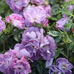 Rosa Blue For You ('Pejamblu') (PBR) -Herbalife Shop pl2000023896 card2 lg