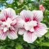Hibiscus Syriacus Starburst Chiffon ('Rwoods6') (PBR) (Chiffon Series) 2 Hibiscus Syriacus Starburst Chiffon ('Rwoods6') (PBR) (Chiffon Series) -Herbalife Shop pl2000023900