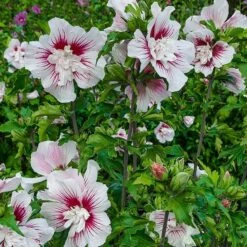 Hibiscus Syriacus Starburst Chiffon ('Rwoods6') (PBR) (Chiffon Series) -Herbalife Shop pl2000023900 card2 lg