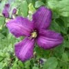 Clematis 'Valour' 2 Clematis 'Valour' -Herbalife Shop pl2000023903