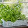 Gin Cocktail Herb Garden Kit -Herbalife Shop pl2000023959