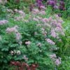 Thalictrum & Astrantia Plant Combination