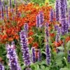 Agastache & Helenium Plant Combination
