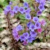 Pulmonaria & Athyrium Plant Combination -Herbalife Shop pl2000024464