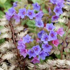Pulmonaria & Athyrium Plant Combination
