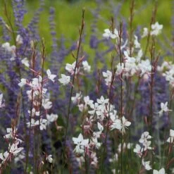 Oenothera & Perovskia Plant Combination
