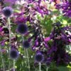 Echinops & Salvia Plant Combination 2 Echinops & Salvia Plant Combination -Herbalife Shop pl2000024472