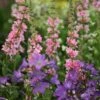 Lythrum & Campanula Plant Combination -Herbalife Shop pl2000024475