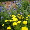Echinops & Achillea Plant Combination -Herbalife Shop pl2000024477