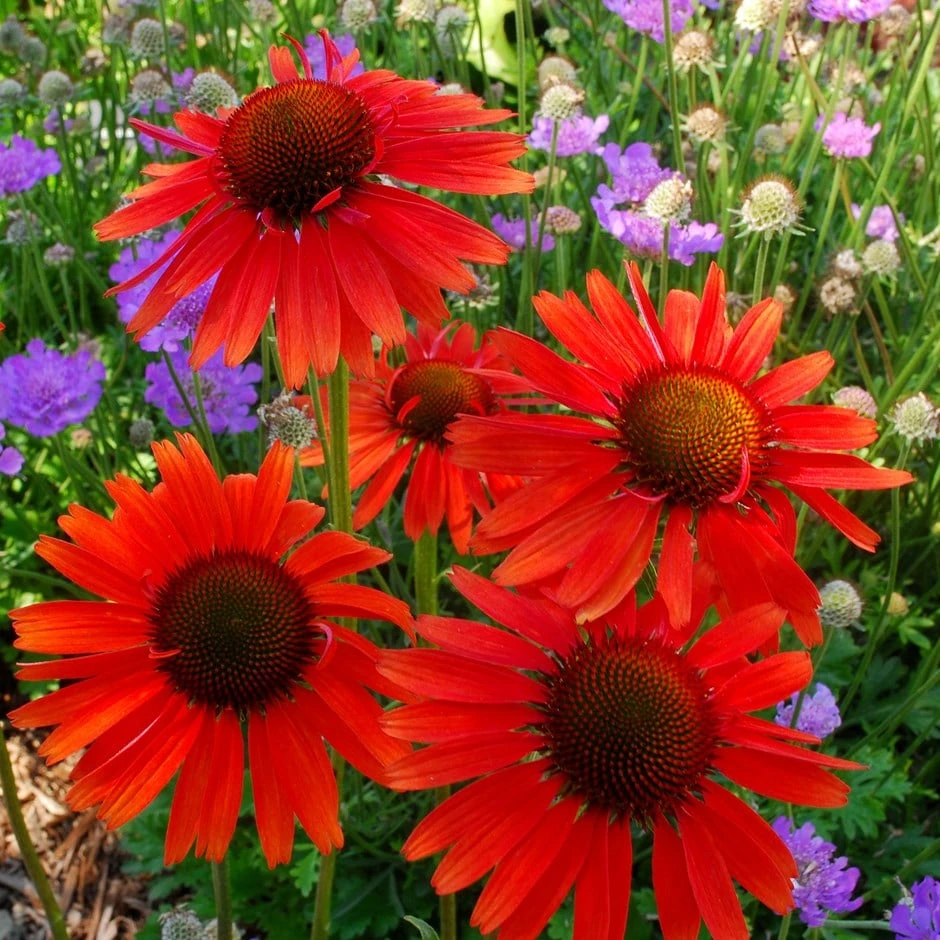 Echinacea 'Hot Lava' (PBR) 3 Echinacea 'Hot Lava' (PBR)