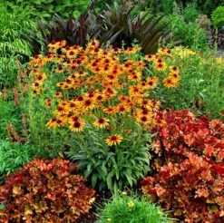 Echinacea 'Flame Thrower' (PBR) -Herbalife Shop pl2000024662 card2 lg