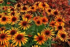 Echinacea 'Flame Thrower' (PBR) -Herbalife Shop pl2000024662 card3 lg