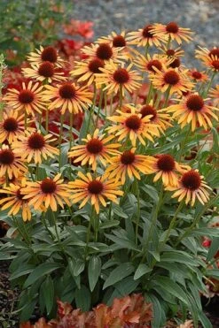 Echinacea 'Flame Thrower' (PBR) -Herbalife Shop pl2000024662 card4 lg
