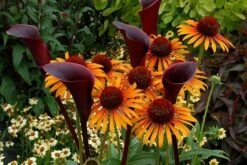 Echinacea 'Flame Thrower' (PBR) -Herbalife Shop pl2000024662 card5 lg