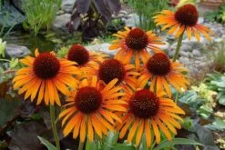 Echinacea 'Flame Thrower' (PBR) -Herbalife Shop pl2000024662 card6 lg