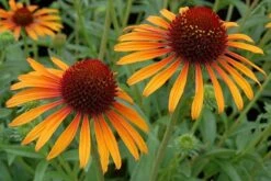 Echinacea 'Flame Thrower' (PBR) -Herbalife Shop pl2000024662 card7 lg