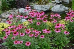 Echinacea 'Amazing Dream' (PBR) -Herbalife Shop pl2000024665 card2 lg