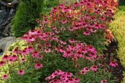 Echinacea 'Amazing Dream' (PBR) -Herbalife Shop pl2000024665 card3 lg