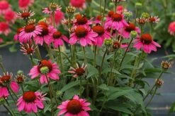 Echinacea 'Amazing Dream' (PBR) -Herbalife Shop pl2000024665 card4 lg