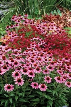 Echinacea 'Amazing Dream' (PBR) -Herbalife Shop pl2000024665 card5 lg