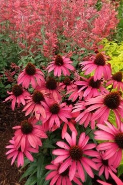 Echinacea 'Amazing Dream' (PBR) -Herbalife Shop pl2000024665 card6 lg