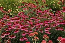 Echinacea 'Amazing Dream' (PBR) -Herbalife Shop pl2000024665 card7 lg