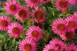 Echinacea 'Amazing Dream' (PBR) -Herbalife Shop pl2000024665 card8 lg
