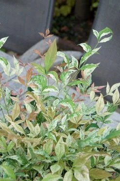 Nandina Domestica 'Twilight' (PBR) -Herbalife Shop pl2000024683 card4 lg